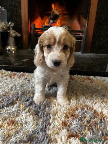 Cockapoo dogs - Advert 3