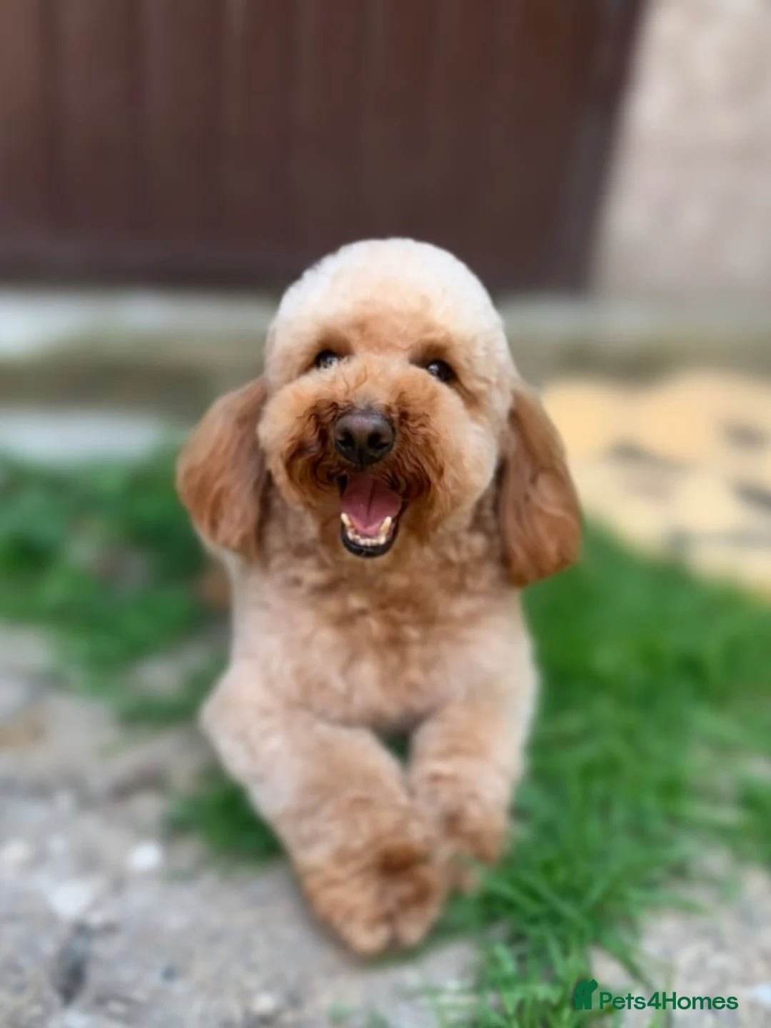 Mixed Breed dogs for sale: F1B Cockapoo Puppies – KC Toy Poodle Sired in Halifax - Advert 16