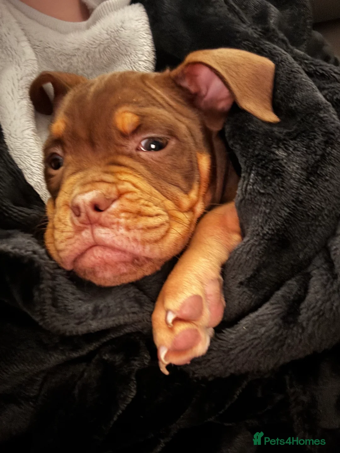 English Bulldog dogs for sale: Old English Bulldog - Female  - Advert 3