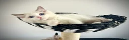 Ragdoll cats for sale: Last three ragdoll kittens! Don’t miss out! - Advert 4