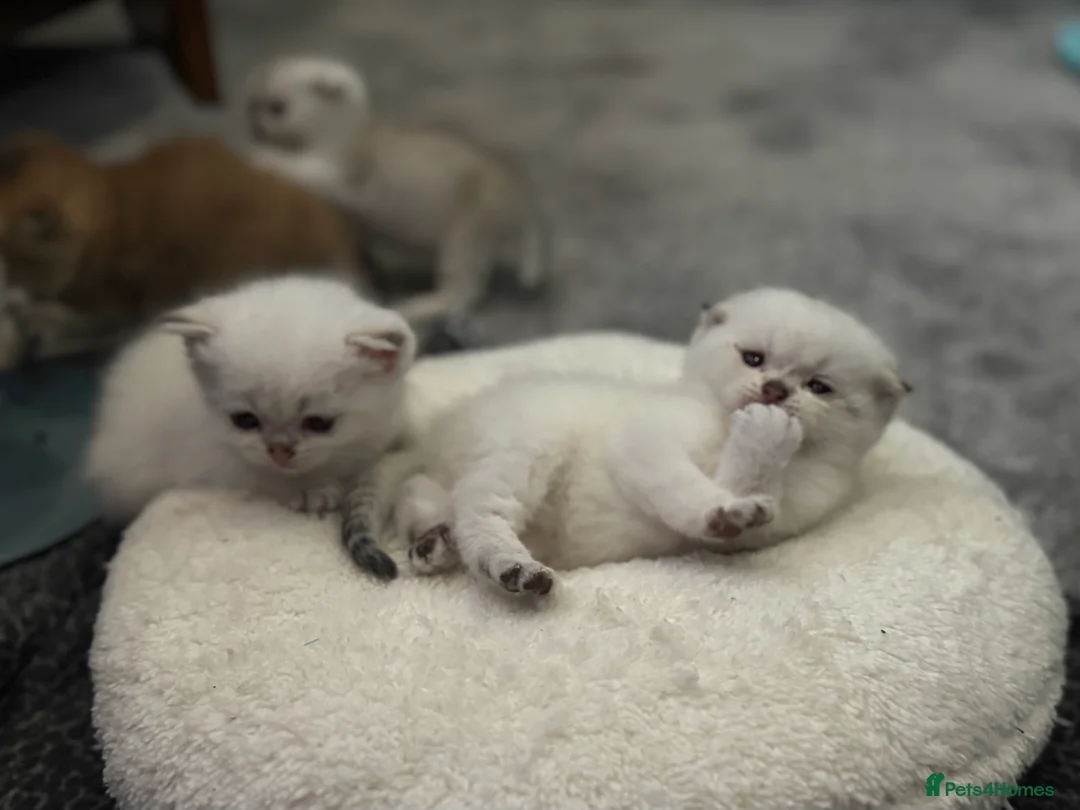 Scottish Fold cats for sale: Scottish Fold Kittens - available from 2nd May in Royston - Advert 2