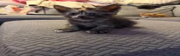 Maine Coon cats for sale: Maine coon mixed kittens  - Advert 12