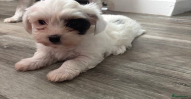 Biewer Terrier dogs - Advert 11
