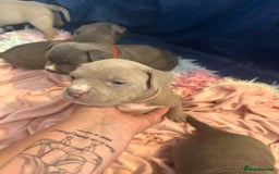 American Bully dogs for sale: ABKC pocket bully - Image 7