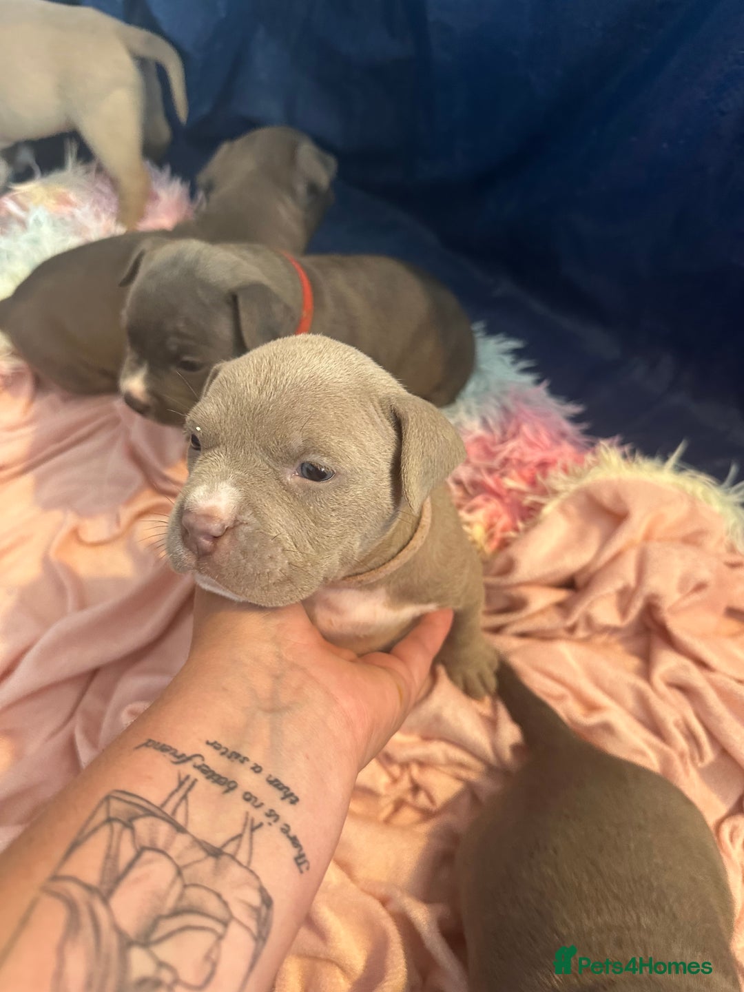 American Bully dogs for sale: ABKC pocket bully - Image 7