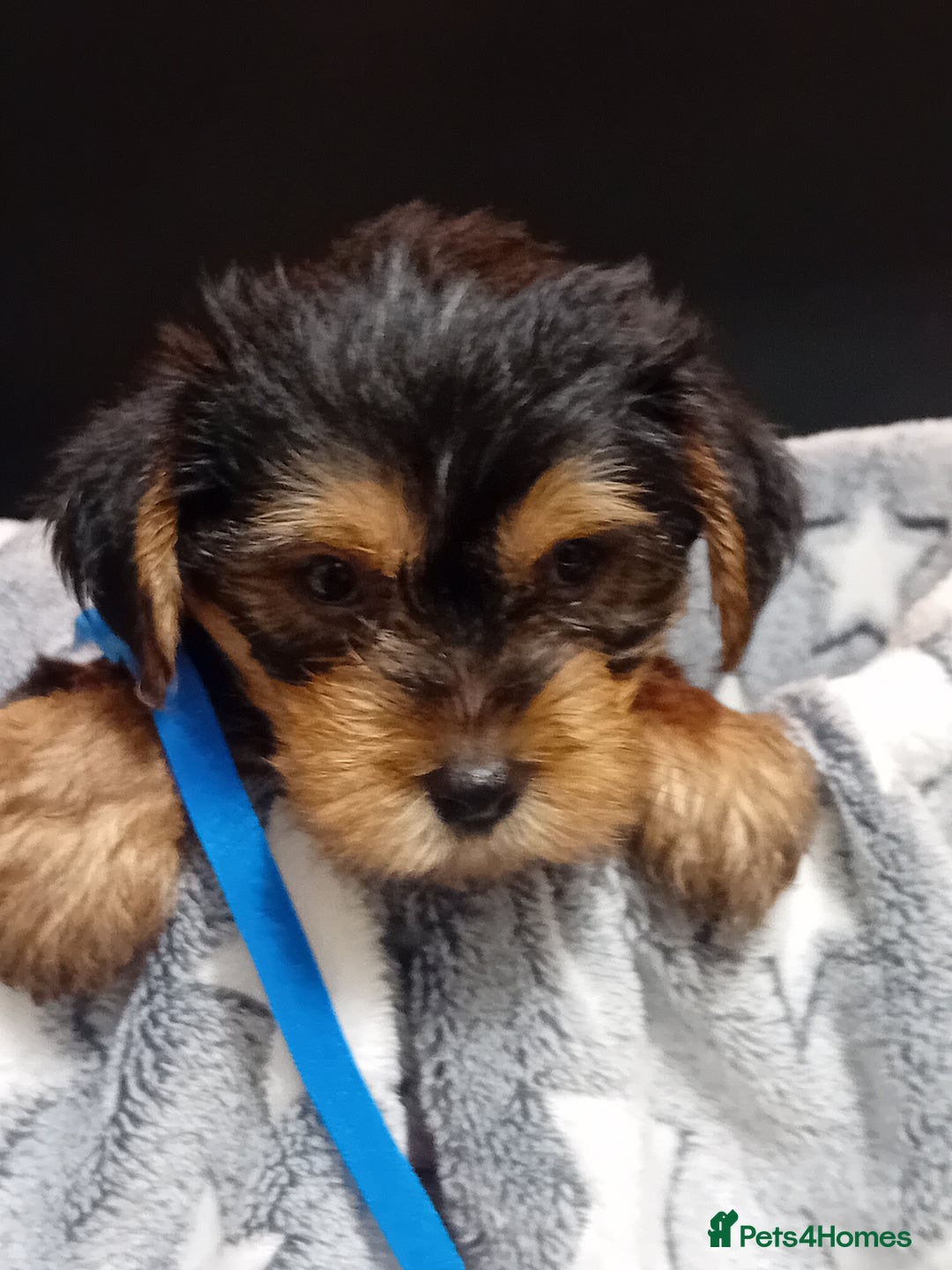 Yorkshire Terrier dogs for sale: Yorkshire Terrier Puppies 2 Boys and 1 Girl - Advert 10