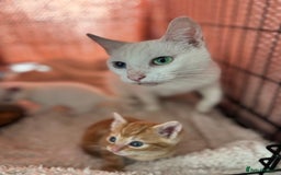 Turkish Angora cats for sale: 🐯 Beautiful Turkish Angora kittens 🐯  - Image 11