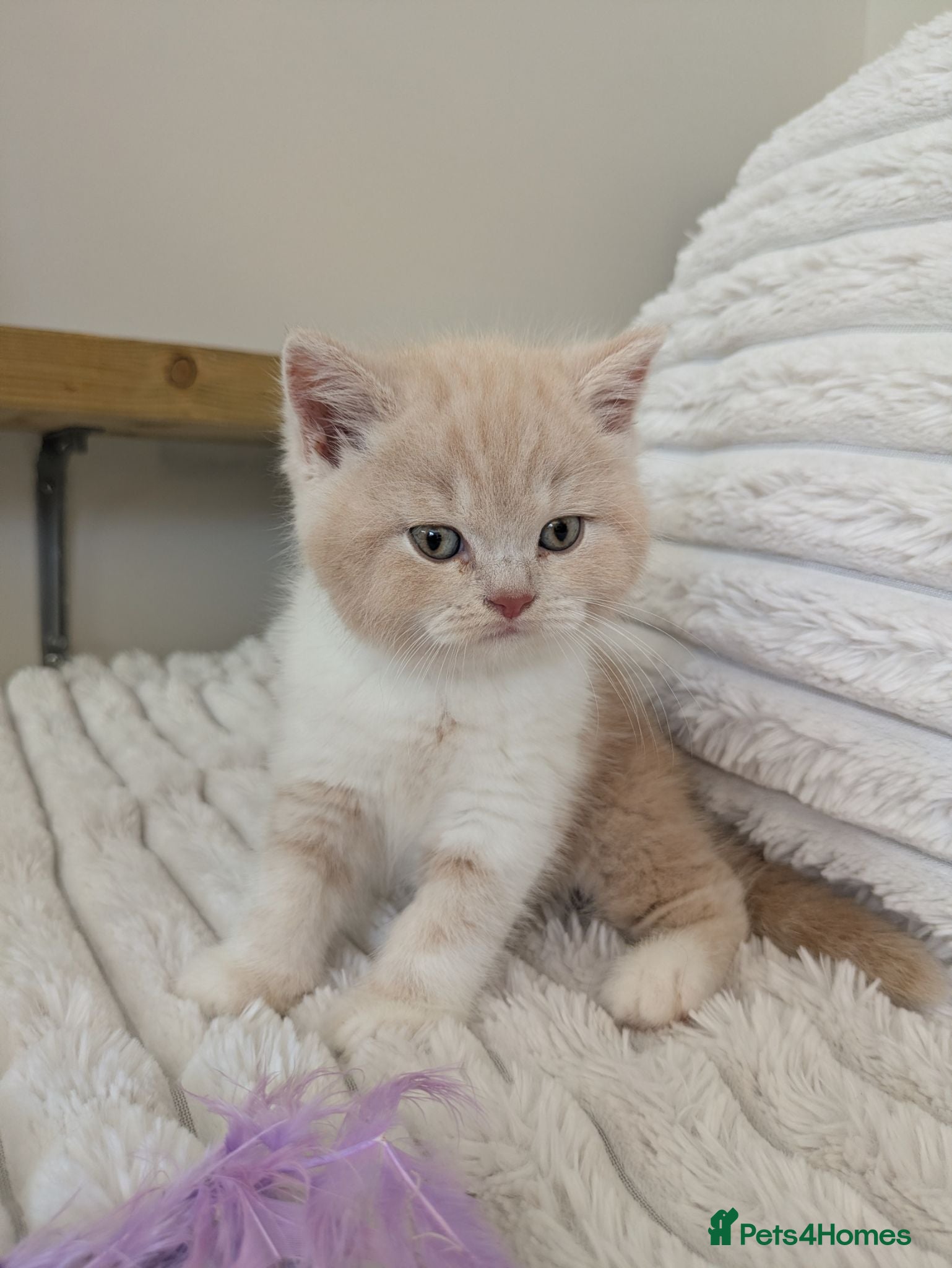 British Shorthair cats Gorgeous British shorthair kittens  - Advert 2