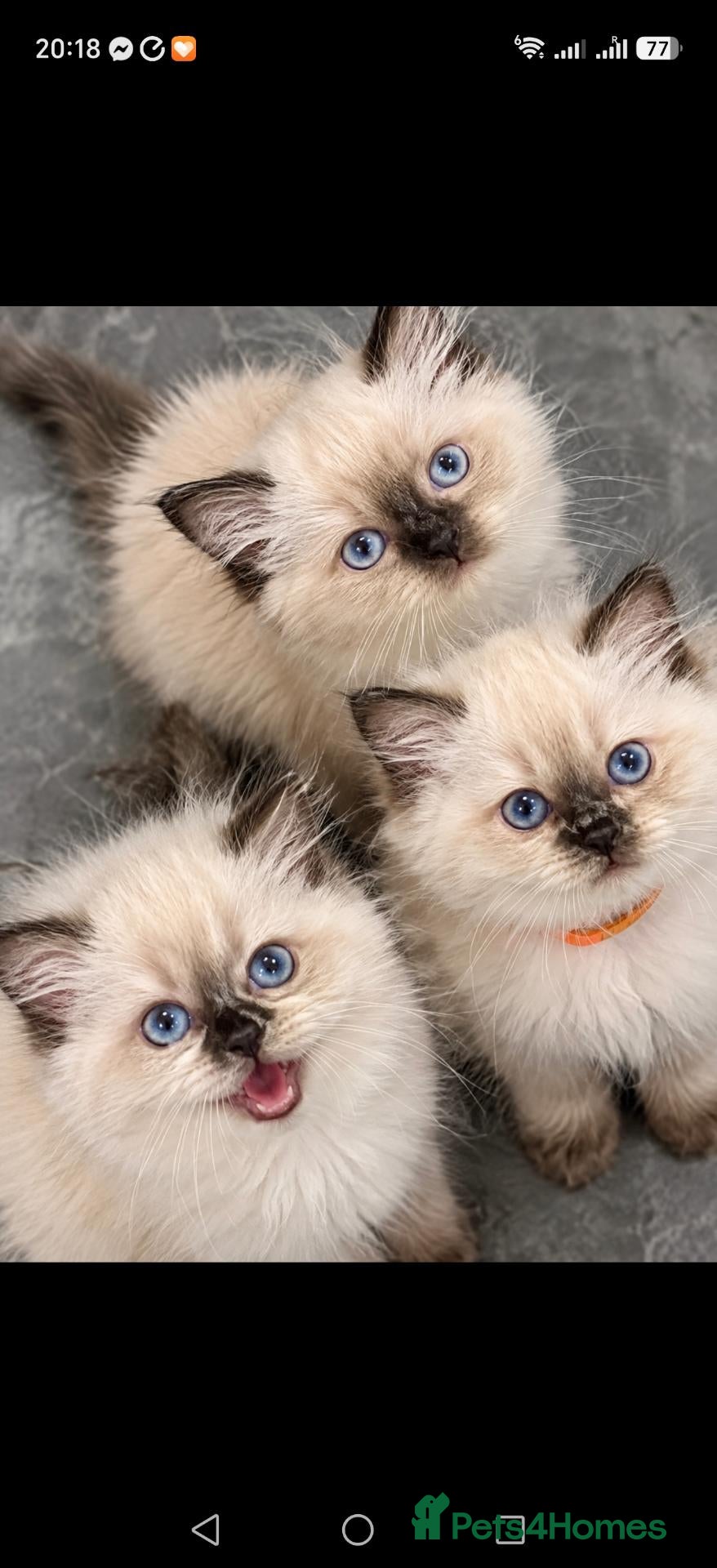 Ragdoll cats ​Beautiful Ragdoll Kittens  Boys & Girls Available - Advert 15