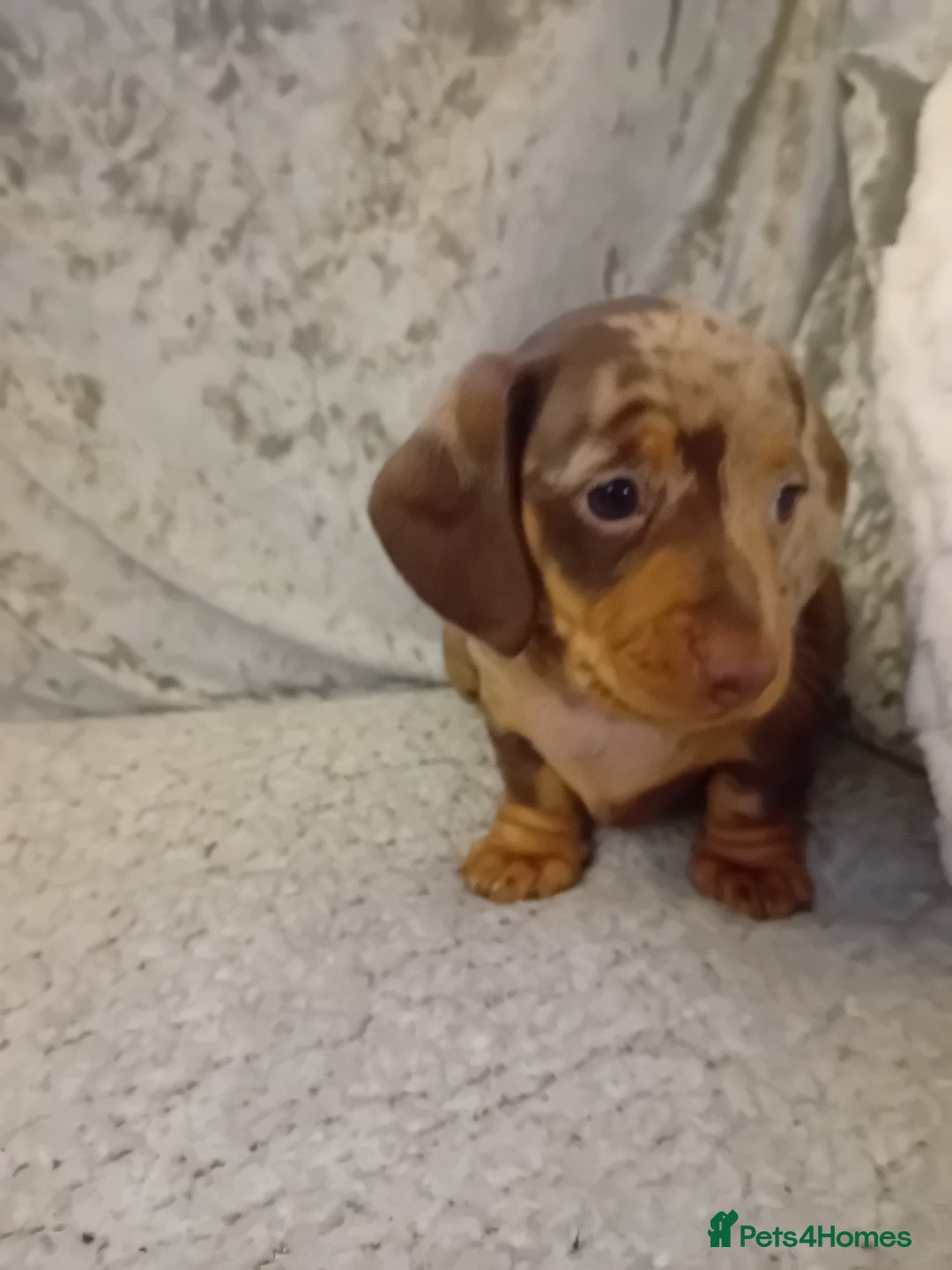 Dachshund dogs for sale: 3 beautiful dachshund puppies  - Advert 4