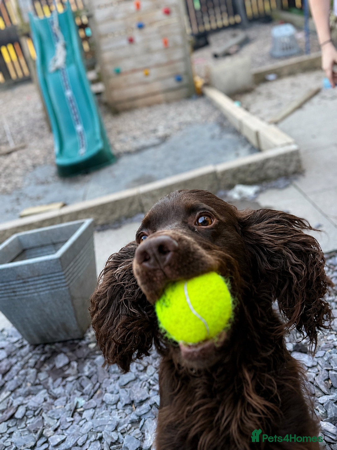 Cocker Spaniel dogs 2 year old Cocker Spaniel - Advert 3