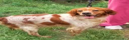 Brittany Spaniel dogs for adoption: Xaxa del Matochar - Advert 3
