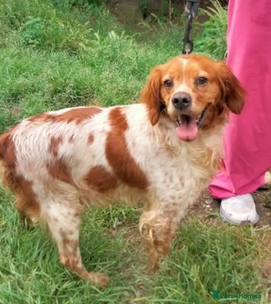 Brittany Spaniel dogs for adoption: Xaxa del Matochar - Advert 3