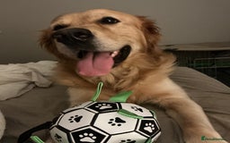 Mixed Breed dogs for sale: Beautiful chunky golden retriever x cockapoos  - Image 27