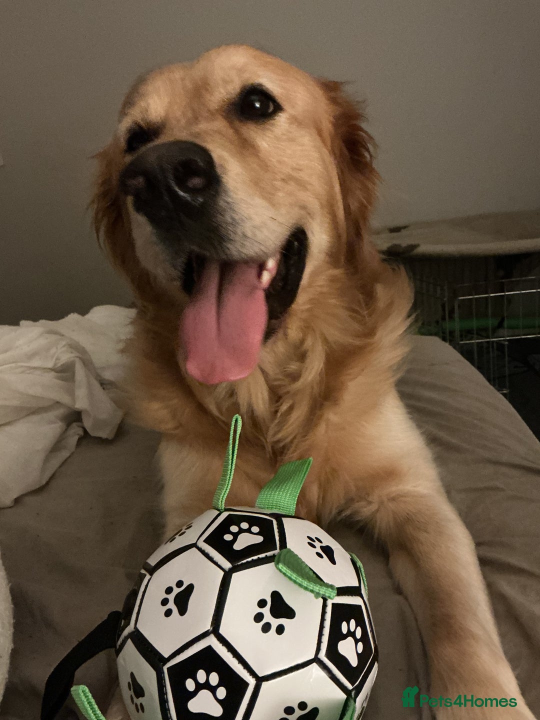 Mixed Breed dogs for sale: Beautiful chunky golden retriever x cockapoos  - Image 27