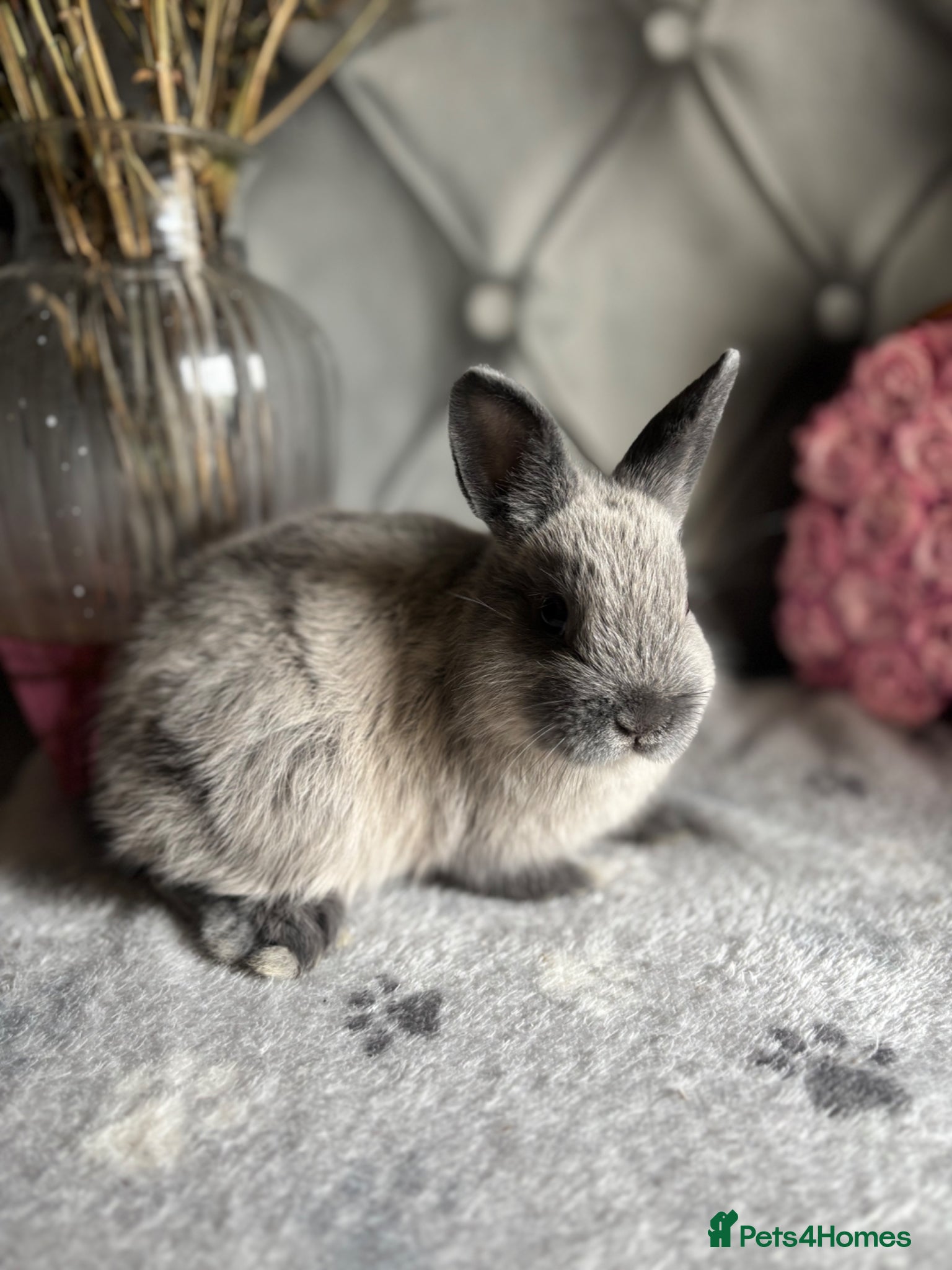 Netherland Dwarf rabbits Buns for rehoming 5* free roam homes only please - Advert 16