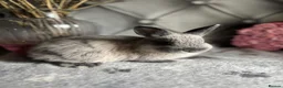Netherland Dwarf rabbits for sale: Buns for rehoming 5* free roam homes only please - Advert 8