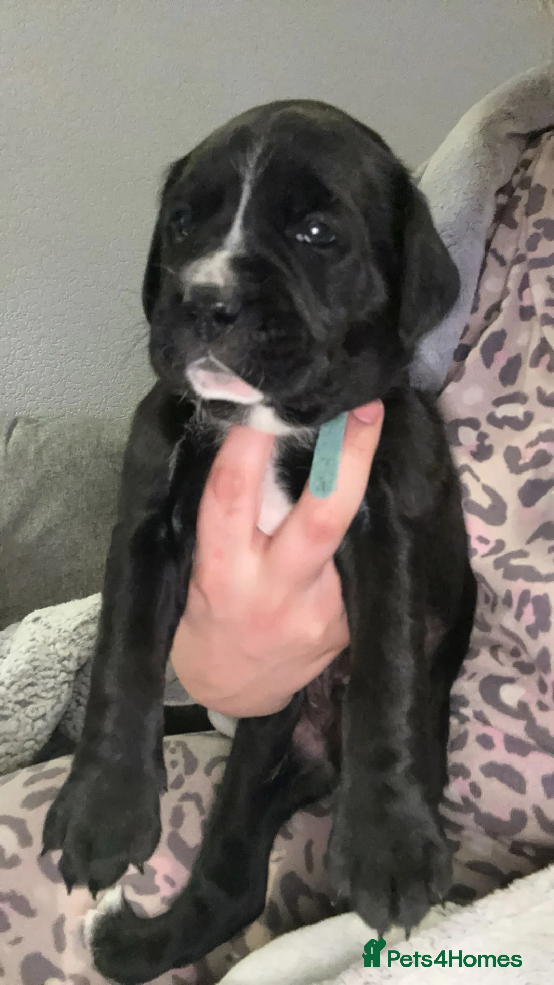 Mixed Breed dogs for sale:  Rare breed Boxador puppies  - Advert 8