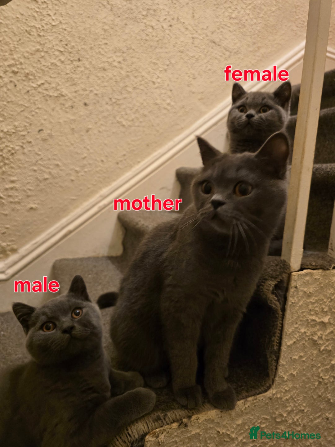 British Shorthair cats for sale: Adorable British Shorthair Kittens - Advert 3