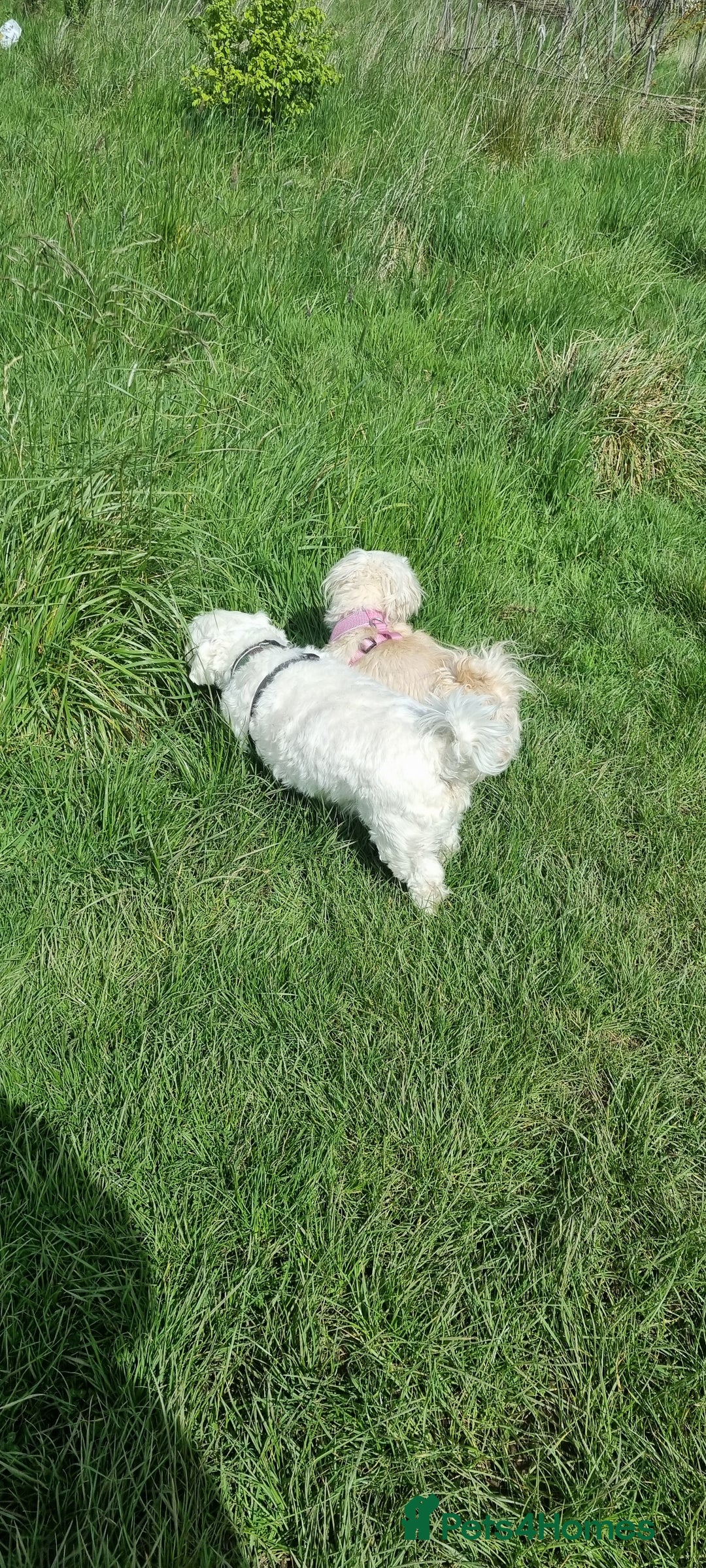 Maltese dogs for sale: Little Mia looking for forever home  - Image 14