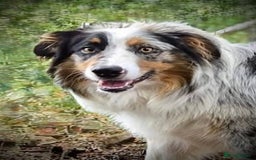 Australian Shepherd dogs for sale: our final Australian Shepherd litter for sale - Image 7