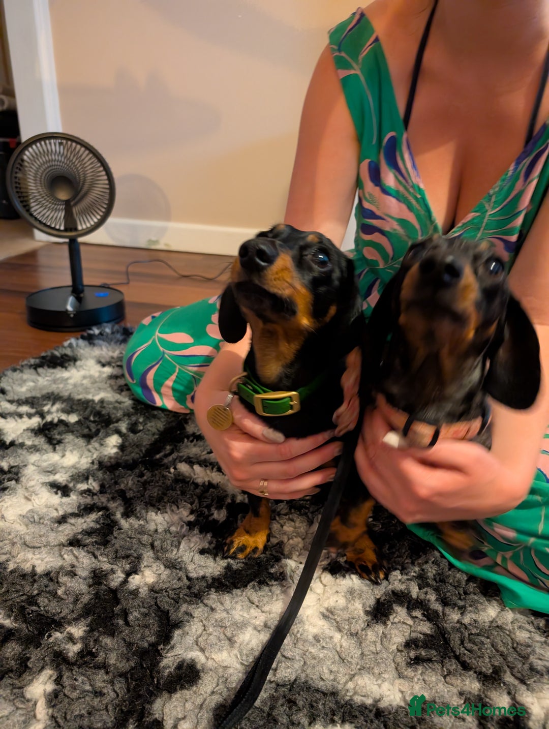 Miniature Dachshund dogs for sale: KC registered miniature dachshund puppies - Image 12