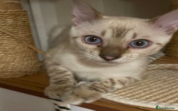 Bengal cats for sale:  Beautiful Bengal ready to reserve - Image 8