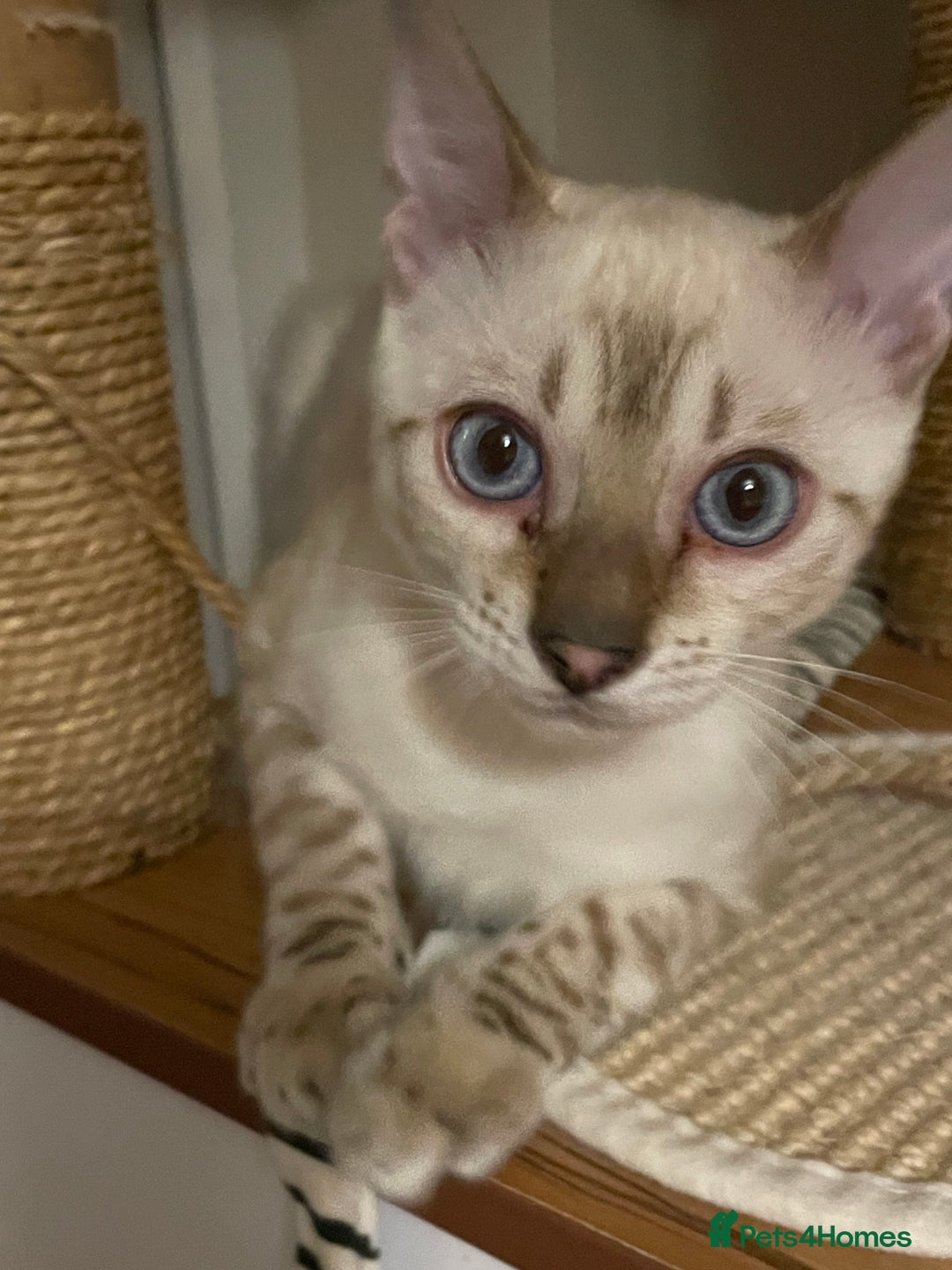 Bengal cats for sale:  Beautiful Bengal ready to reserve - Image 8