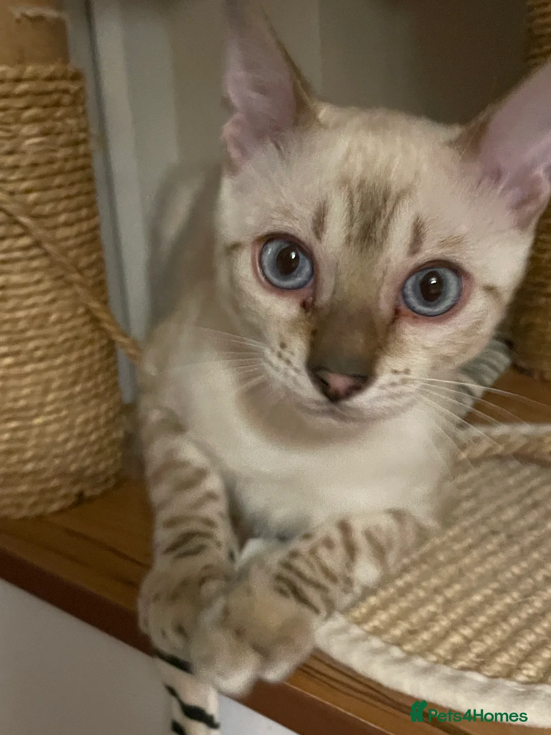 Bengal cats for sale:  Beautiful Bengals able to leave. - Advert 17