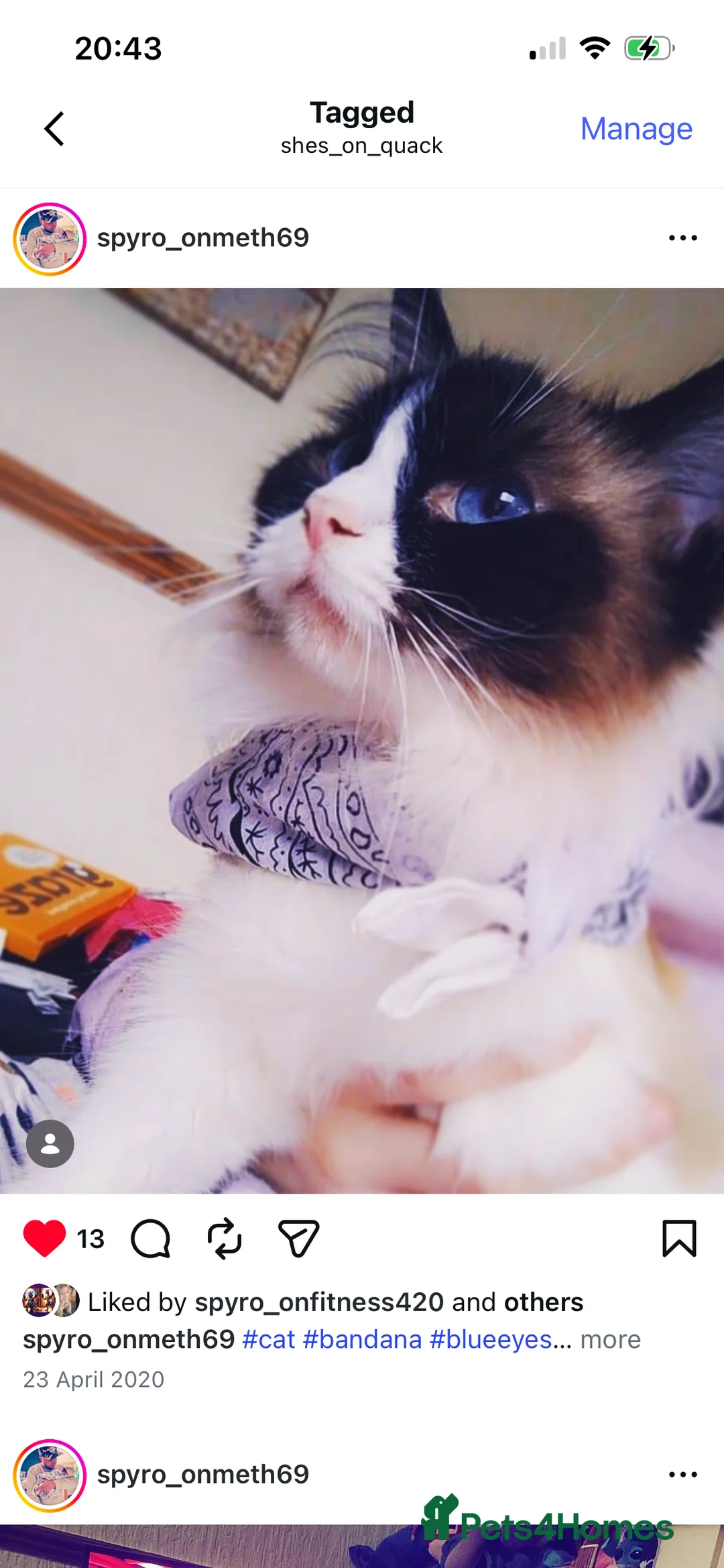 Ragdoll cats for sale: Ragdoll in Newport - Advert 2