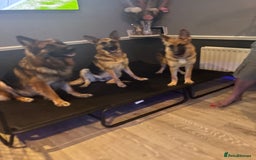 German Shepherd dogs for sale:  Beautiful German Shepherd  - Image 7