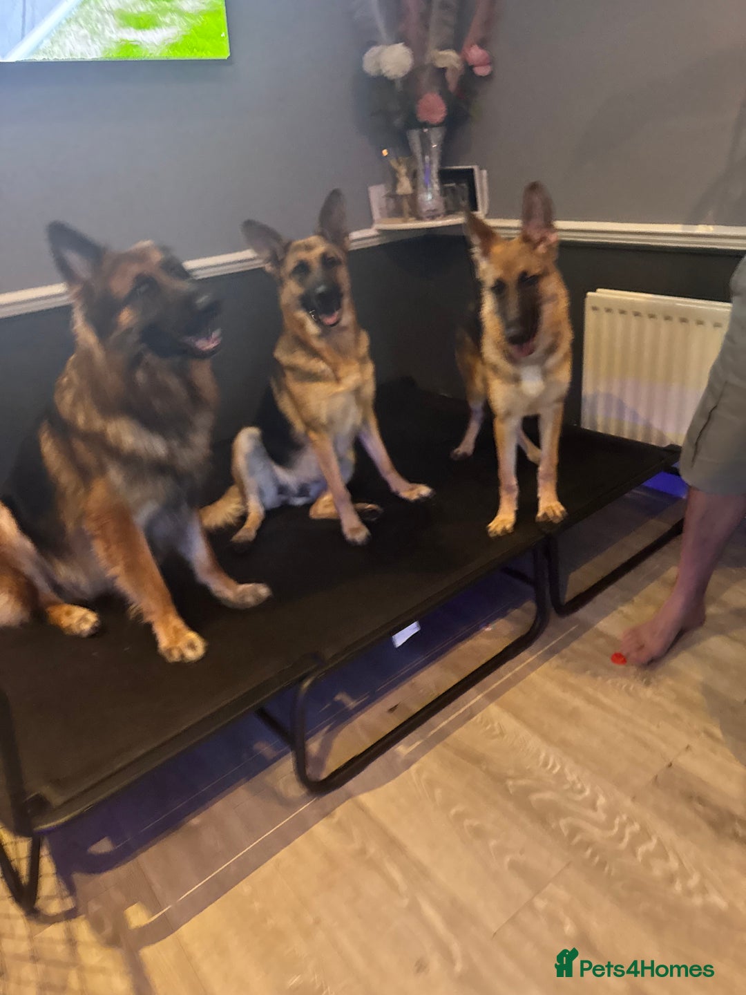 German Shepherd dogs for sale:  Beautiful German Shepherd  - Image 7