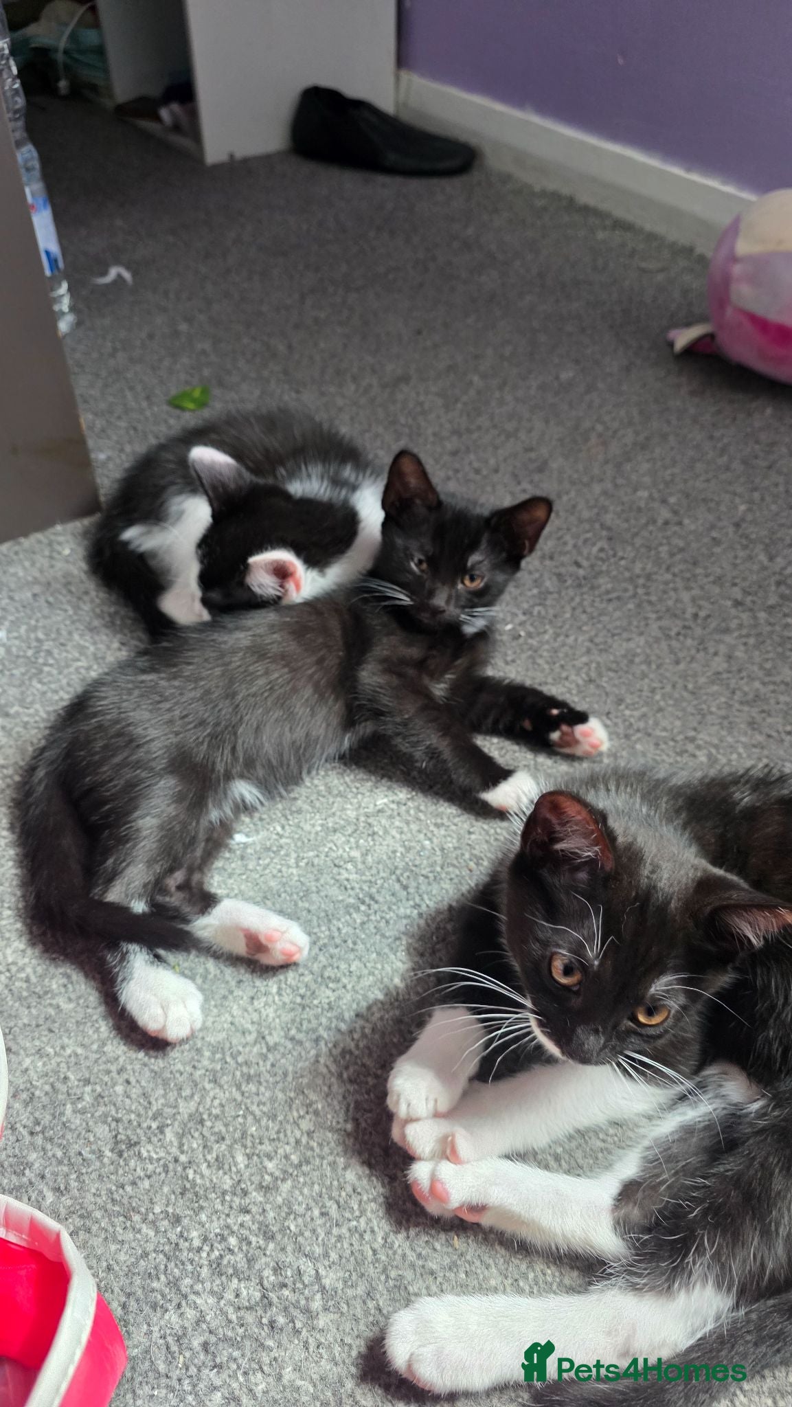 Mixed Breed cats Beautiful kittens looking for forever home 🐱🐱🐈 - Advert 4