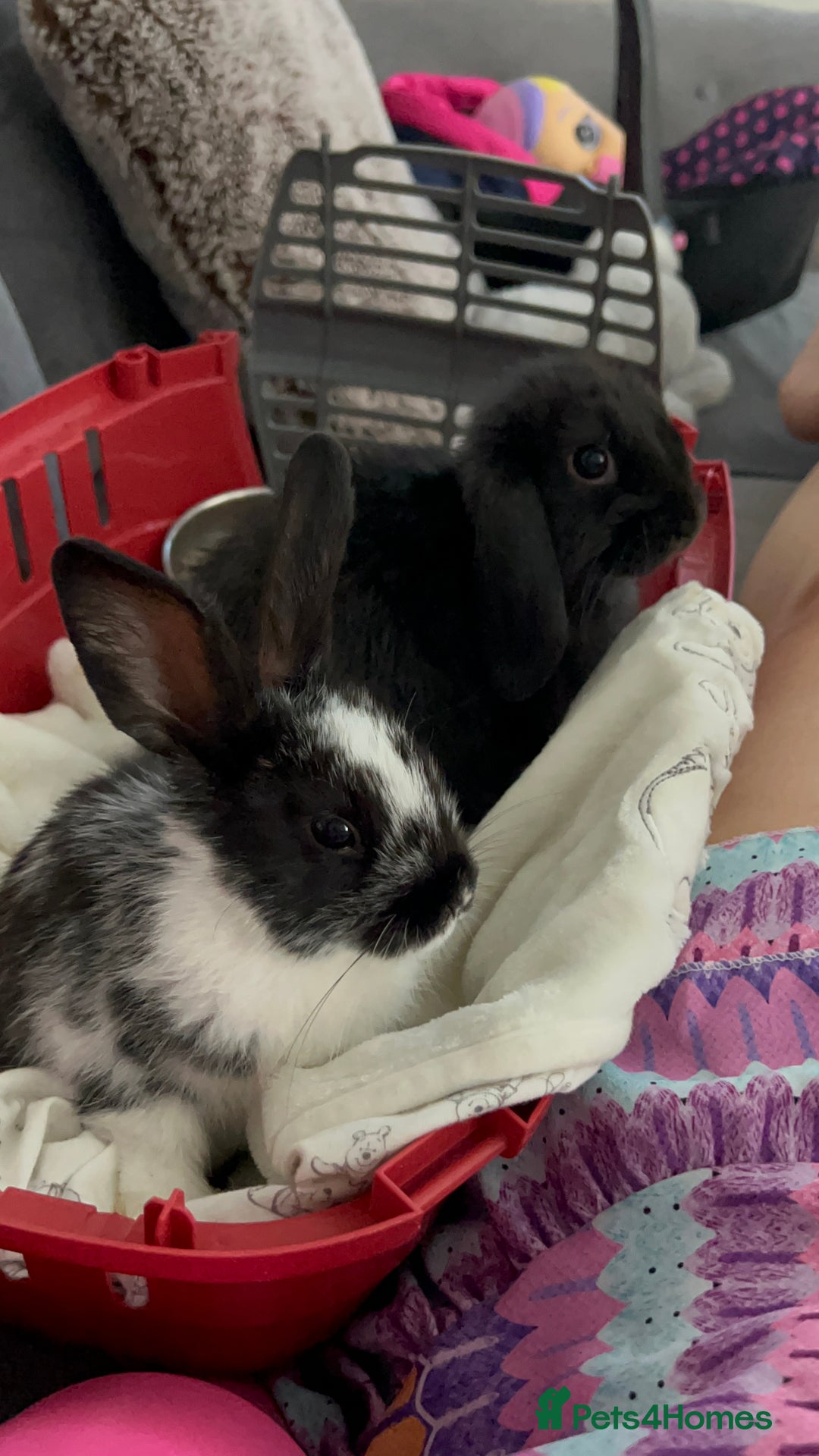 Mini Lop rabbits for sale: Mini lop and Holland boy bunnies - Image 2