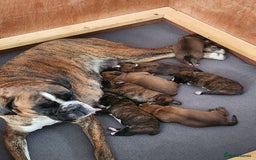 Boxer dogs for sale: 🌟KC REG BOBTAIL BOXER PUPS🌟 - Image 2