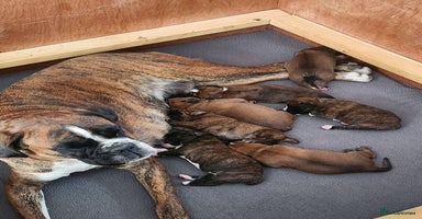 Boxer dogs - Advert 3