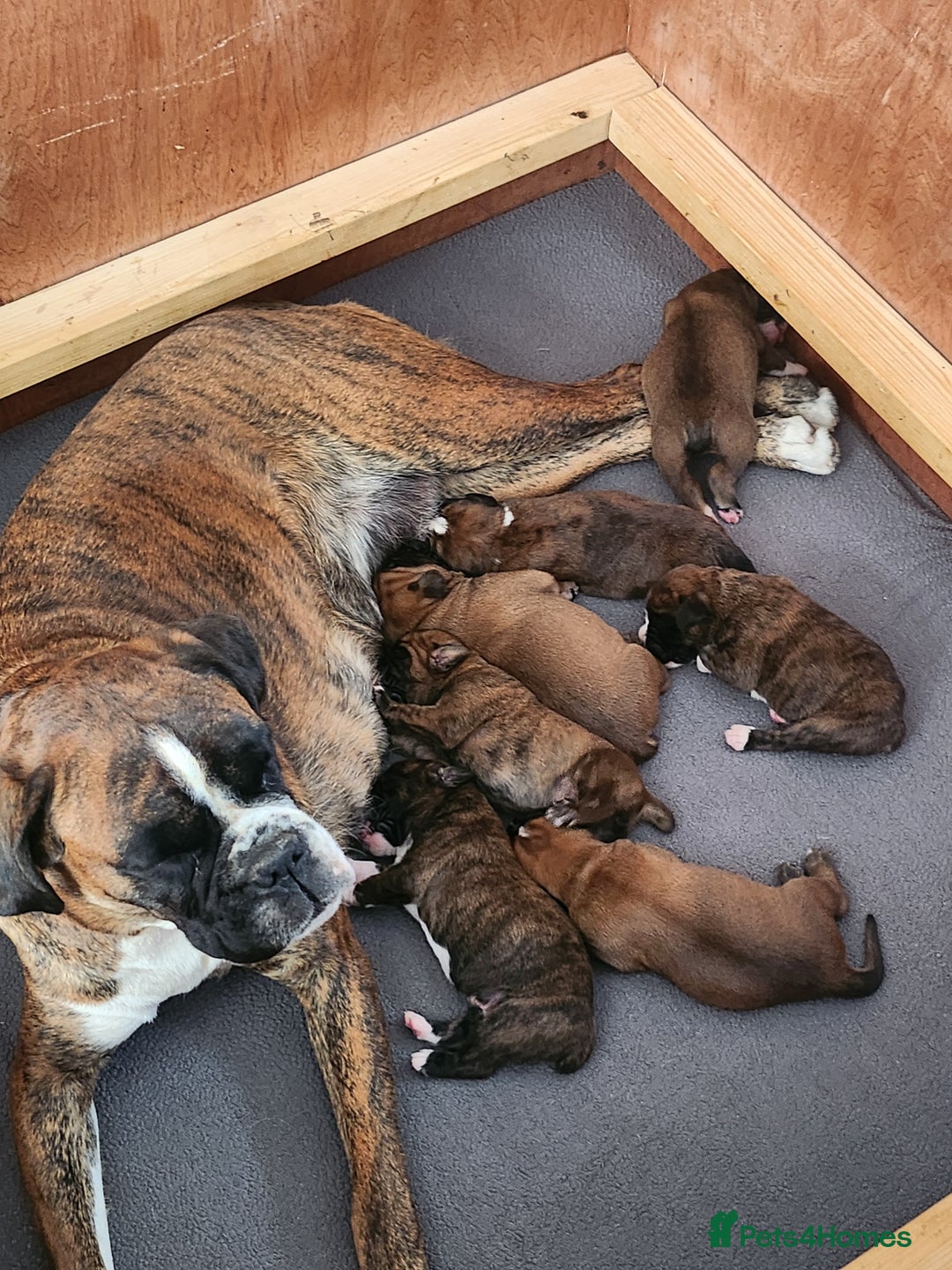Boxer dogs for sale: 🌟KC REG BOBTAIL BOXER PUPS🌟 - Image 2