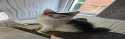 Maine Coon cats for sale: STUNNING MAINE COON KITTENS  - Advert 5