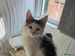 Maine Coon cats STUNNING MAINE COON KITTENS - Advert 3