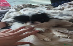 Japanese Chin dogs for sale: Japanese chin female  - Image 4