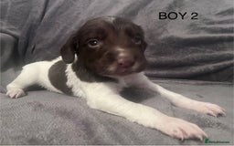 English Springer Spaniel dogs for sale: Liver and white springer spaniel’s  - Advert 2