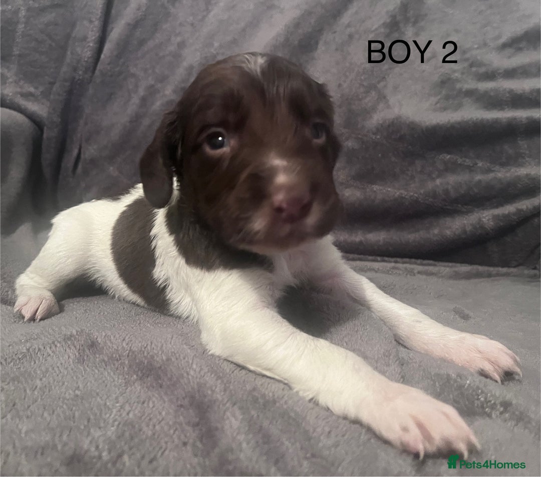 English Springer Spaniel dogs for sale: Liver and white springer spaniel’s  - Advert 2