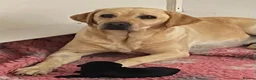 Labrador Retriever dogs for sale: Gorgeous Creamy Yellow Boy. - Advert 1