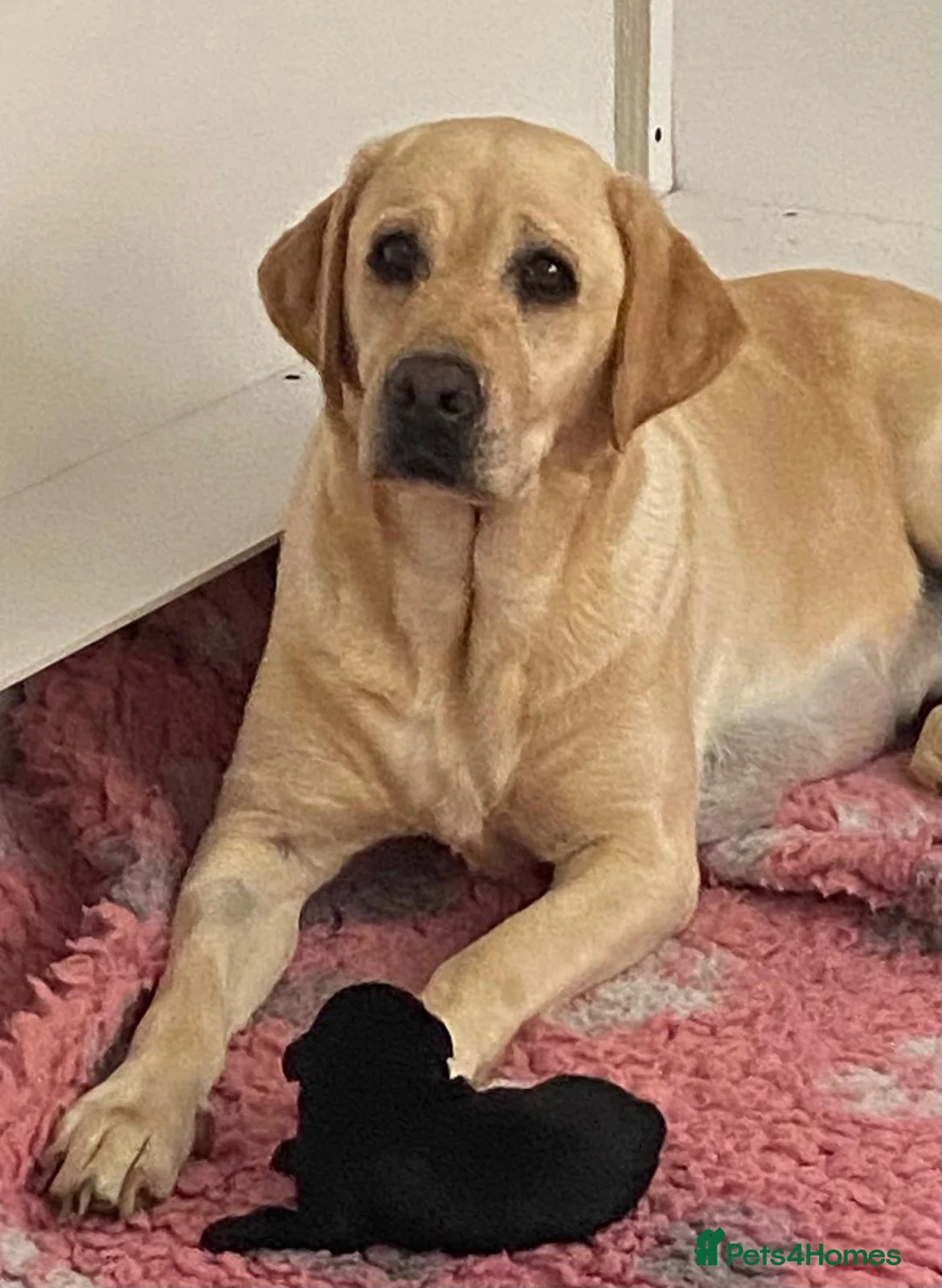 Labrador Retriever dogs for sale: Gorgeous Creamy Yellow Boy. - Advert 1