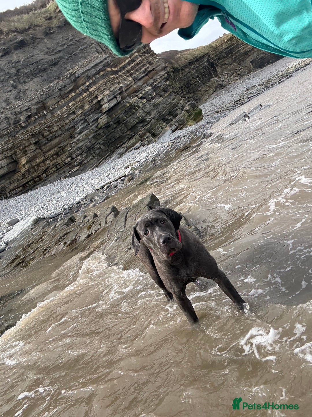Cane Corso dogs for sale: Lovely Cane Corso - Image 1
