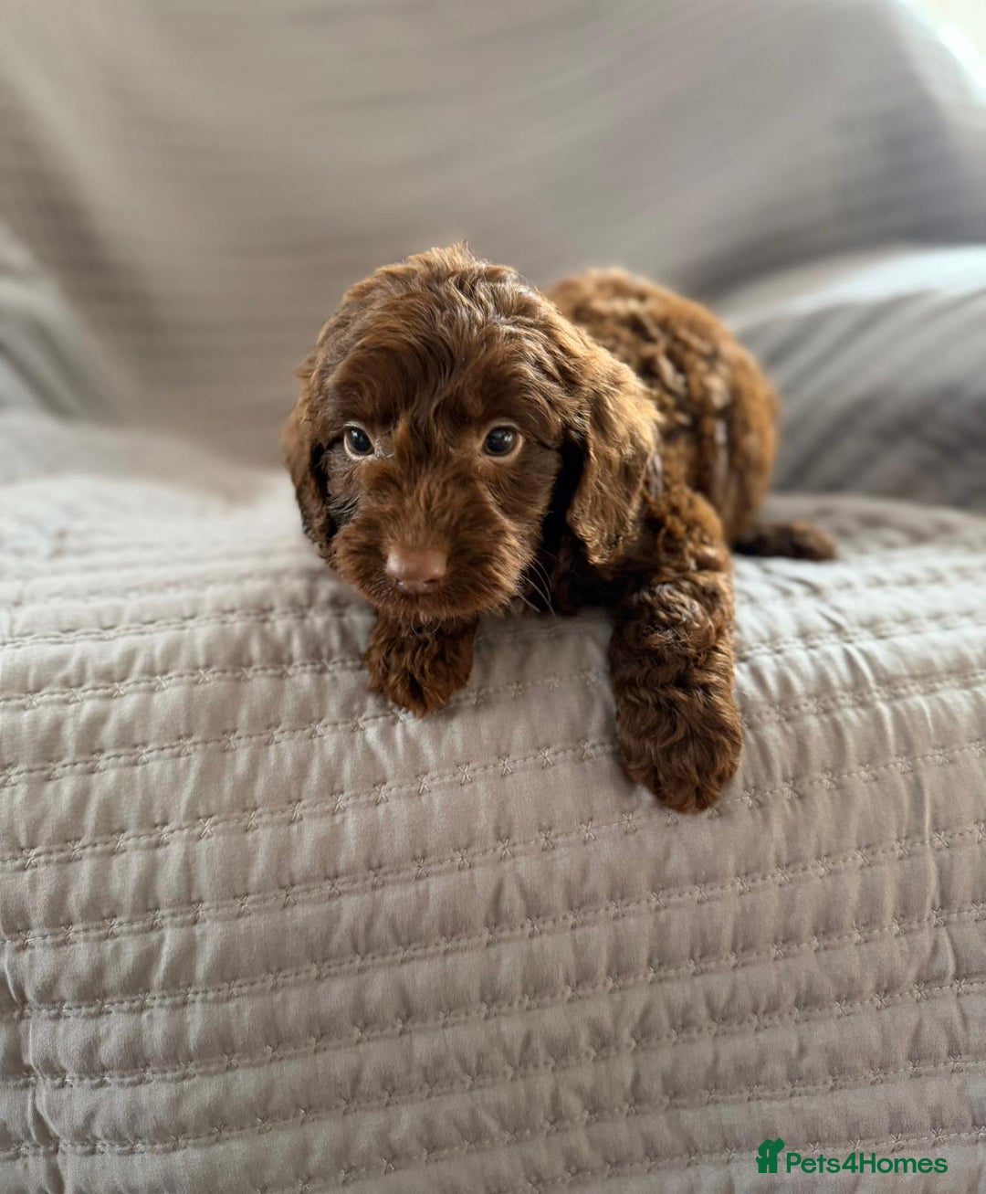 Cockapoo dogs for sale: Cockapoo puppies  - Advert 19