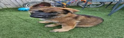 German Shepherd dogs for sale: German Shepherd  in Birmingham - Advert 3