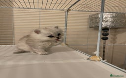 Persian cats for sale: 3 Pure bred male Persian kittens for sale  - Image 3
