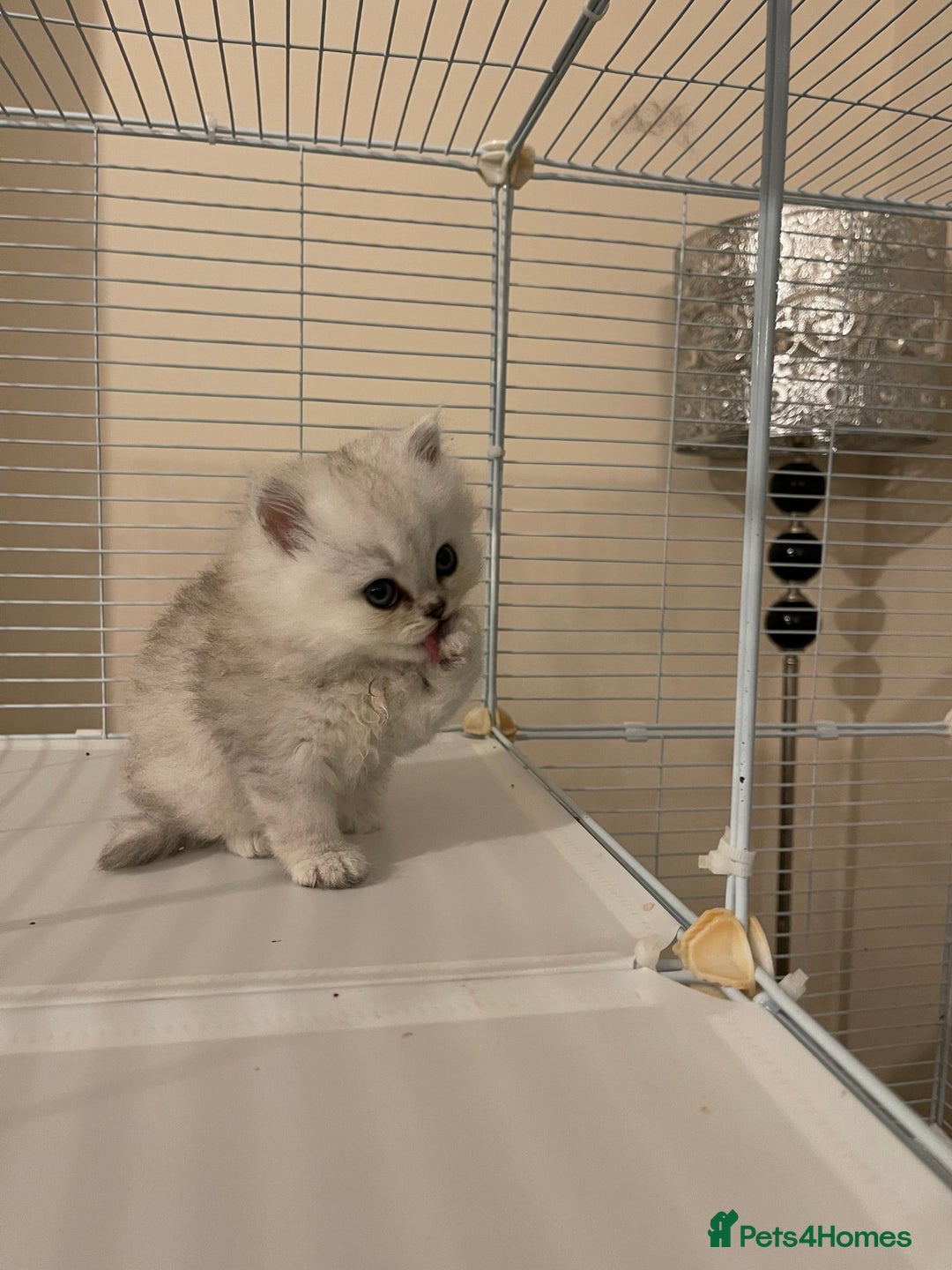 Persian cats for sale: 3 Pure bred male Persian kittens for sale  - Image 3