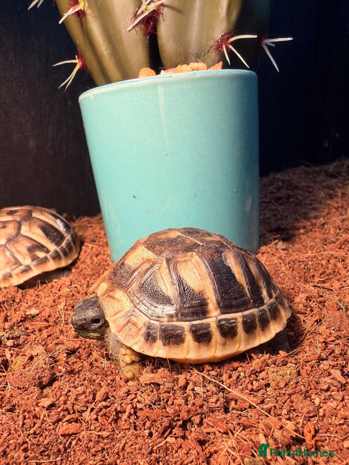 Tortoise reptiles for sale: Testudo Hermanni tortoises for sale-3 months old  - Advert 2